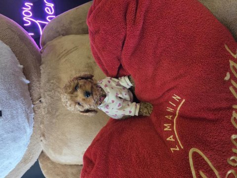 Wc eğitimli yavru toy poodle