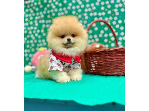 Pomeranian yavrular