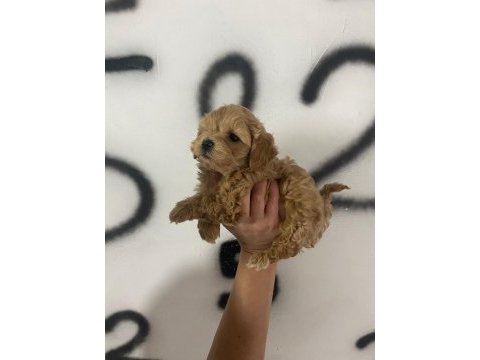 Maltipoo can dostlar ev doğumlu