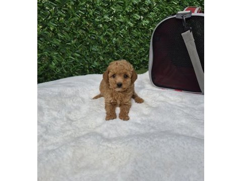 Aşılı mikroçipli maltipoo yavrularımız 