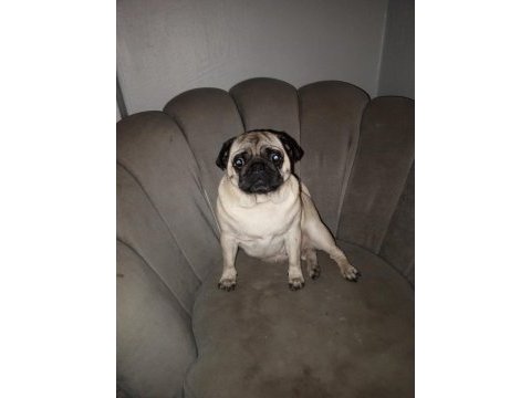 Pug mops 0 numara