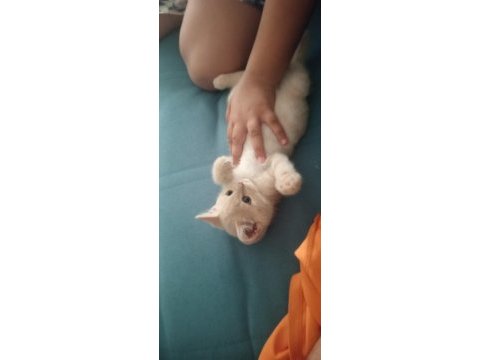 6 aylık aşıları tam erkek british shorthair