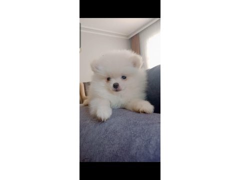 Pomeranian boo erkek yavru