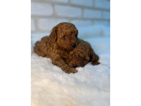 Kuşadasının en iyisi teacup toy poodle yavrular