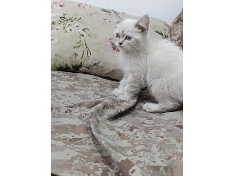 Scottish fold 2,5 aylık