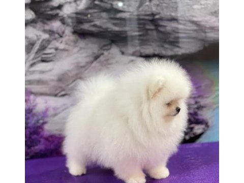 Ayı surat pomeranian boo yavrularımız