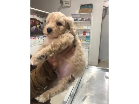 Apricot toy poodle erkek