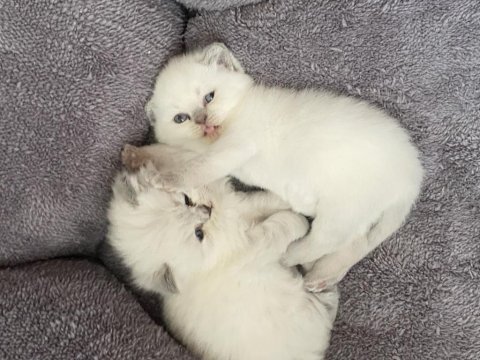 Bal surat british shorthair