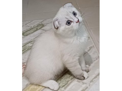 Scottish fold bebeklerime yuva arıyorum