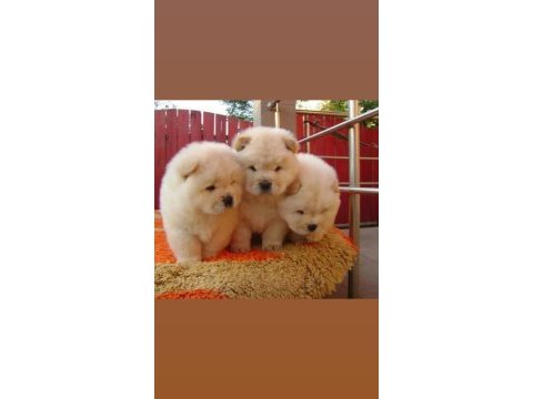 Irk ve sağlık garantili chow chow bebekler