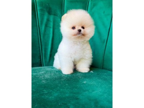 Orjinal güler yüzlü maltipoo