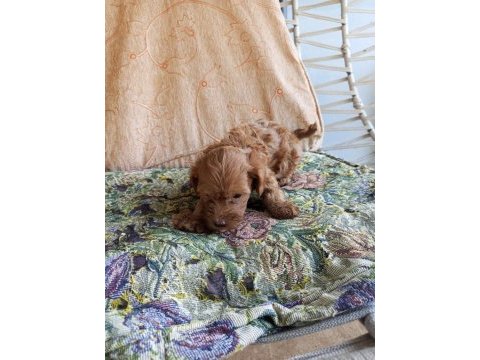 Maltipoo yavruları