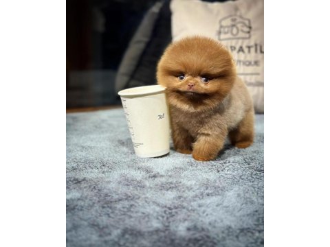 Aa kalite safkan pomeranian oğlumuz