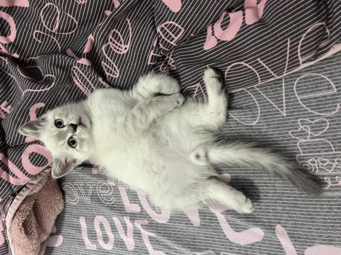Son kalan erkek yavru 2 aylık kedimiz