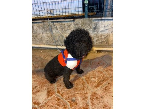 Siyah disi minyatür poodle kizanda su an