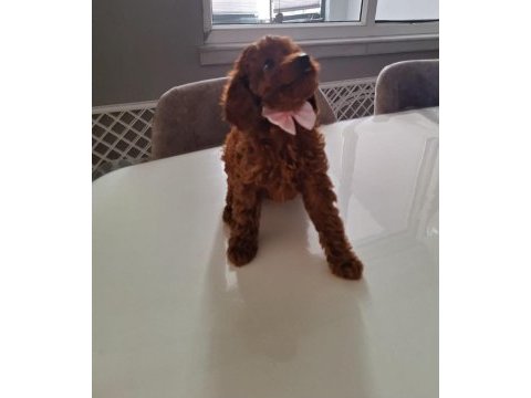 Minik toy poodle kızımız
