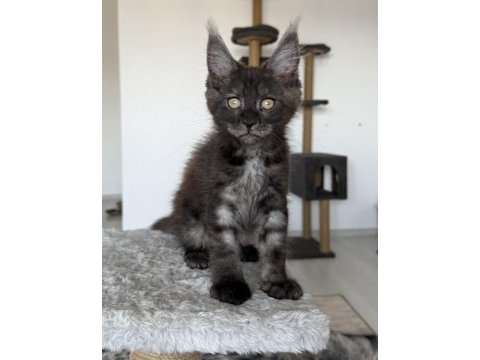 Black smoke erkek üst kaliteli maine coon