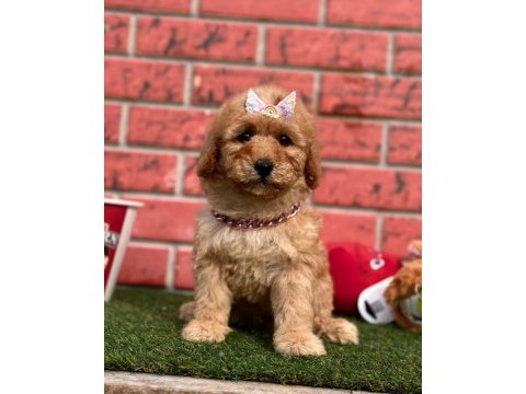 Sevimli toy poodle yavrularımız