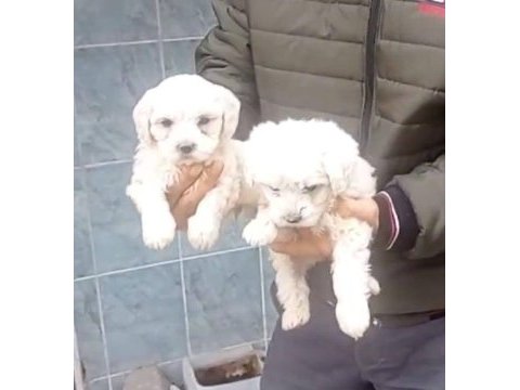 Maltese yavrular 0 numara