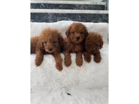 Toy poodle erkek 50 günlük