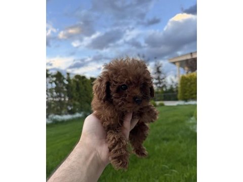 50 günlük kore red brown poodle erkek