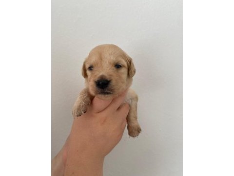 Golden retriever yavrularımız ırk garantilidir