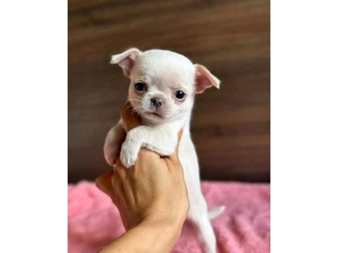 White chihuahua teacup mini boy yavrular geldi