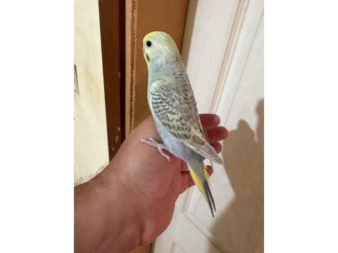 31 günlük çekoslovak bebek muhabbet kuşu