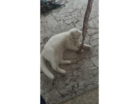 1,5 yaşında oyuncu sağlıklı scottish fold