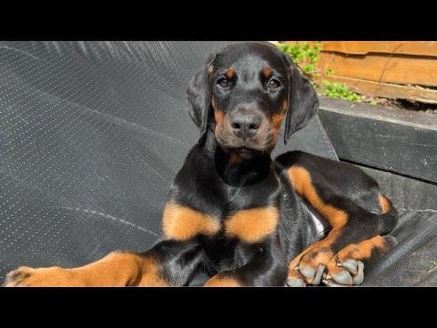 Ünlü olmak için doberman şart