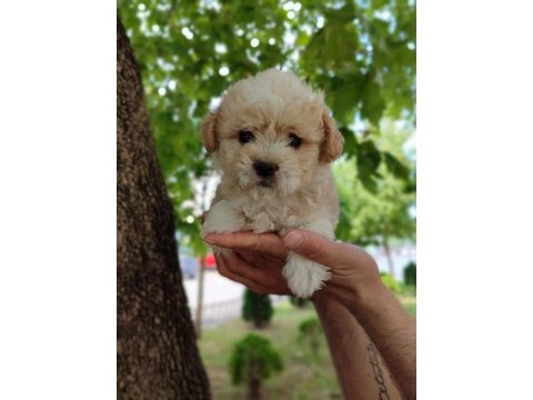 Maltipoo