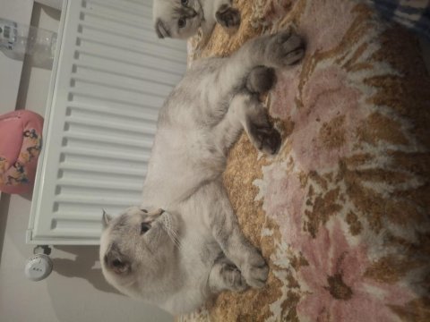 Scottish fold