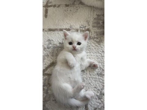 Böyle british shorthair güzellik yok