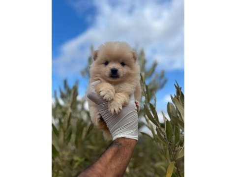 Pomeranian boo dişi erkek yavrular