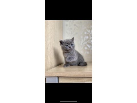 Orjinal ev doğumlu british kedi