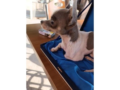 12 aylık erkek chihuahua cipli full asli karneli
