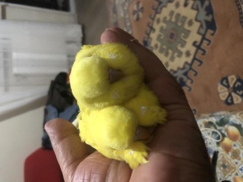 Albino sultan yavrular el besleme