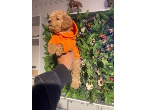Safkan efsane poodle yavrularımız yeni yuvalarını bekliyor