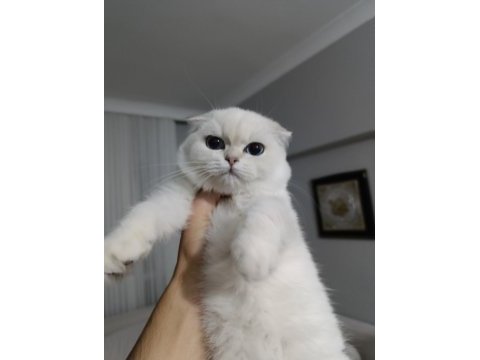 Scottish fold silver point oğlumuz