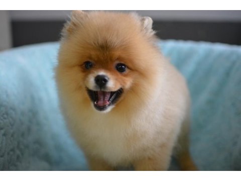 Bebekler bebeği pomeranian boo