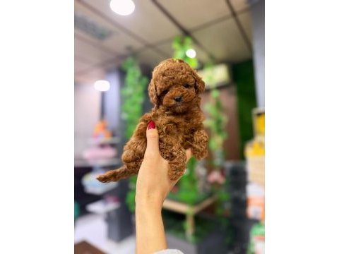 Müthiş güzellikte poodle yavrum