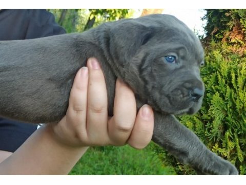 Cane corso yavruları mükemmel arayanlara