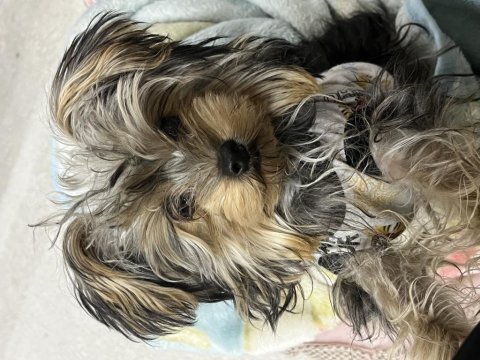 Yorkshire terrier köpeği