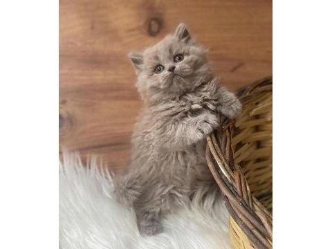 British shorthair ve scottish fold kedilerimiz