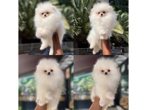 Pomeranian yavrularımız sizlerle