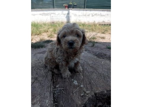 Poodle gibi sevimli maltipoo bebeklerimiz