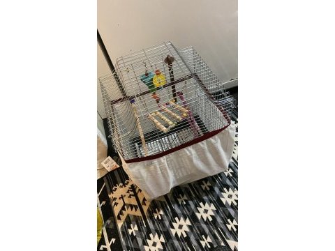 Erkek cennet papağanı kafesiyle birlikte