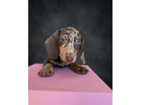 Mavi gözlü dachshund yavruları