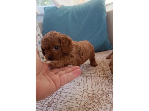 Safkan toy poodle bebekler ev üretimi çorlu