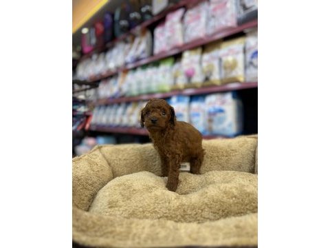 Teacup erkek poodle yavru köpeğimiz